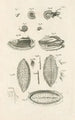 Le livre de la nature ou L'histoire des insectes Pl10 - Jan Swammerdam — widok dzieła