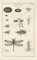 Le livre de la nature ou L'histoire des insectes Pl12 - Jan Swammerdam — widok dzieła