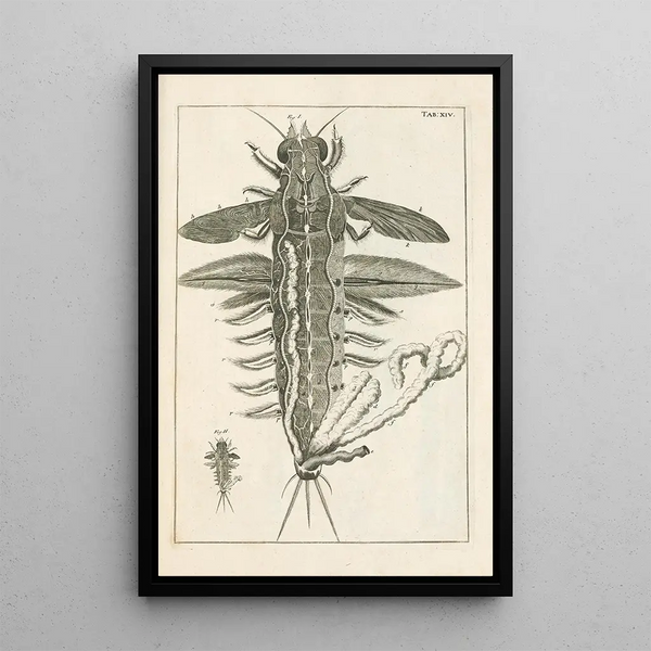 Jan Swammerdam - The book of nature or The history of insects Pl14.webp