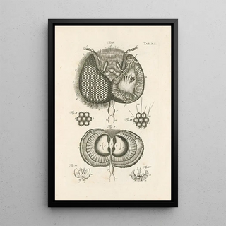 Jan Swammerdam - The book of nature or The history of insects Pl20.webp