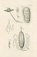 Le livre de la nature ou L'histoire des insectes Pl24 - Jan Swammerdam — widok dzieła
