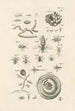 Le livre de la nature ou L'histoire des insectes Pl26 - Jan Swammerdam — widok dzieła