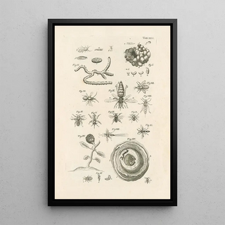 Jan Swammerdam - The book of nature or The history of insects Pl26.webp