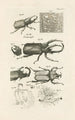 Le livre de la nature ou L'histoire des insectes Pl30 - Jan Swammerdam — widok dzieła