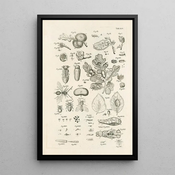 Jan Swammerdam - The book of nature or The history of insects Pl45.webp