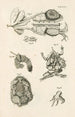 Le livre de la nature ou L'histoire des insectes Pl47 - Jan Swammerdam — widok dzieła