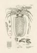 Le livre de la nature ou L'histoire des insectes Pl50 - Jan Swammerdam — widok dzieła