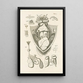 Jan Swammerdam - The book of nature or The history of insects Pl51.webp