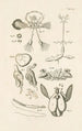 Le livre de la nature ou L'histoire des insectes Pl52 - Jan Swammerdam — widok dzieła