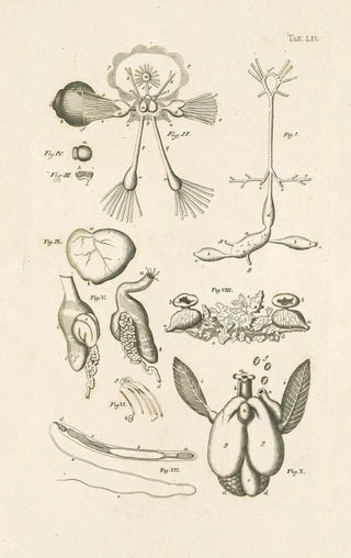 Jan Swammerdam - The book of nature or The history of insects Pl52.webp