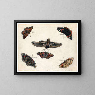 Jan Van Kessel The Elder - Studies Of Five Butterflies And A Hawk Moth.webp