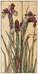 Iris - Jane P. Baker — widok dzieła
