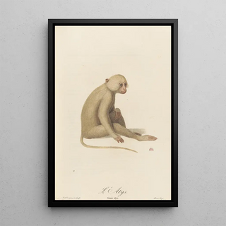 JeanBaptiste Audebert - LAtys.webp