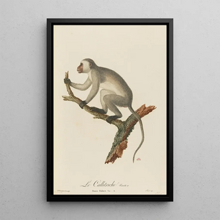 JeanBaptiste Audebert - Le Callitriche varit a.webp