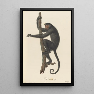 JeanBaptiste Audebert - Le Coaita.webp