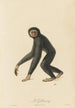 Le Gibbon - Jean-Baptiste Audebert — widok dzieła