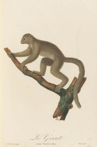 JeanBaptiste Audebert - Le Griset.webp