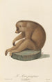 Le Loris paresseux - Jean-Baptiste Audebert — widok dzieła