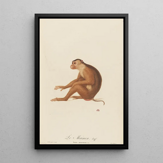 JeanBaptiste Audebert - Le Maimon.webp