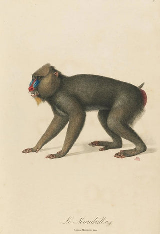 JeanBaptiste Audebert - Le Mandrill.webp