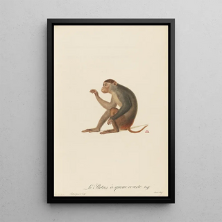 JeanBaptiste Audebert - Le Patas queue courte.webp