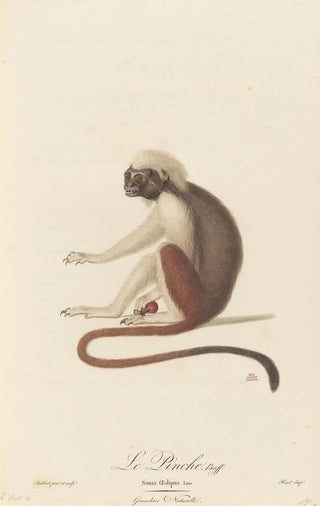 JeanBaptiste Audebert - Le Pinche.webp