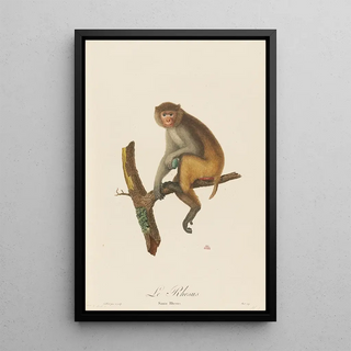 JeanBaptiste Audebert - Le Rhesus.webp