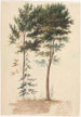Drzew - Jean-Baptiste Pillement — widok dzieła