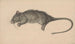 Rat mort - Jean Bernard — widok dzieła