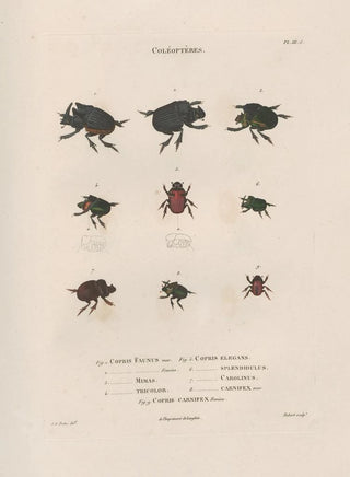 Jean Gabriel Pretre - Insectes recueillis en Afrique et en Amrique Pl13.webp