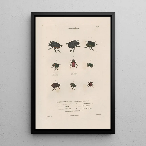 Jean Gabriel Pretre - Insectes recueillis en Afrique et en Amrique Pl13.webp