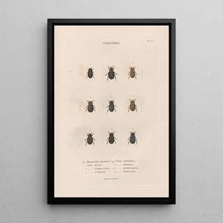 Jean Gabriel Pretre - Insectes recueillis en Afrique et en Amrique Pl16.webp