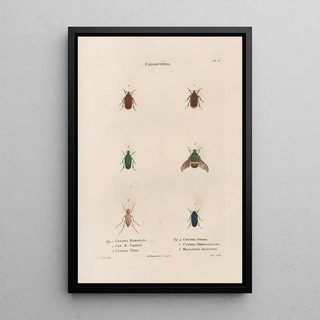 Jean Gabriel Pretre - Insectes recueillis en Afrique et en Amrique Pl26.webp