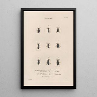 Jean Gabriel Pretre - Insectes recueillis en Afrique et en Amrique Pl29.webp