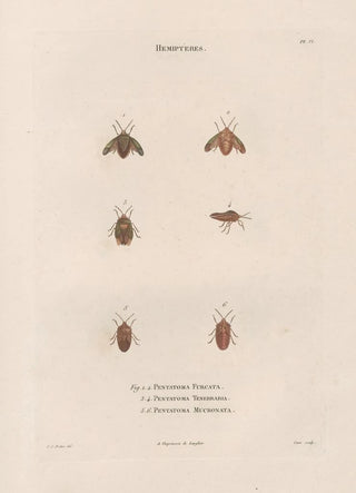 Jean Gabriel Pretre - Insectes recueillis en Afrique et en Amrique Pl49.webp