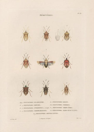 Jean Gabriel Pretre - Insectes recueillis en Afrique et en Amrique Pl52.webp
