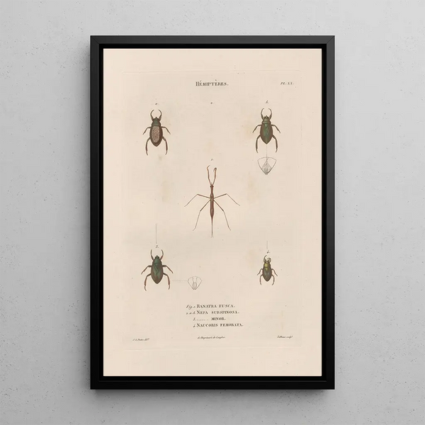 Jean Gabriel Pretre - Insectes recueillis en Afrique et en Amrique Pl58.webp
