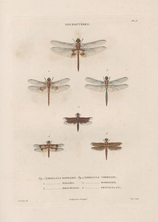 Jean Gabriel Pretre - Insectes recueillis en Afrique et en Amrique Pl61.webp