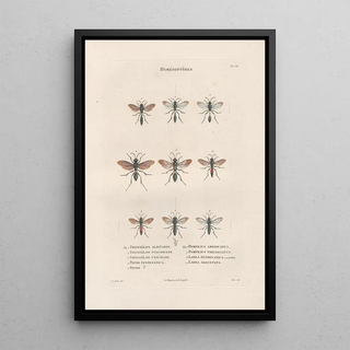 Jean Gabriel Pretre - Insectes recueillis en Afrique et en Amrique Pl67.webp