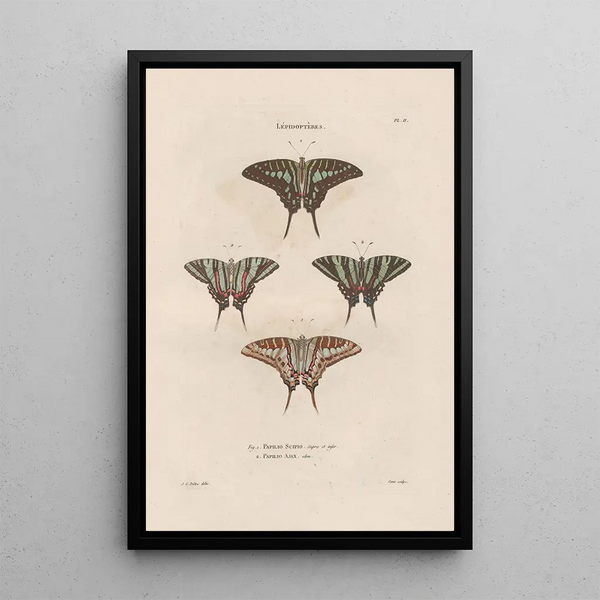 Jean Gabriel Pretre - Insectes recueillis en Afrique et en Amrique Pl74.webp