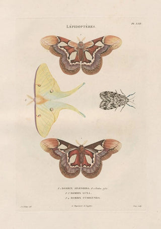 Jean Gabriel Pretre - Insectes recueillis en Afrique et en Amrique Pl86.webp