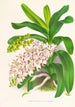 Aerides Odoratum - Jean Jules Linden — widok dzieła