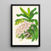Aerides Odoratum - Jean Jules Linden — oprawiony obraz na ścianie