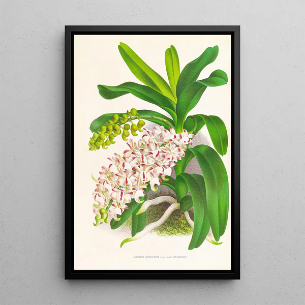 Jean Jules Linden - Aerides Odoratum.webp