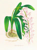 Aerides augustianum - Jean Jules Linden — widok dzieła