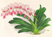 Aerides maculosum - Jean Jules Linden — widok dzieła