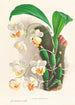 Aganisia tricolor - Jean Jules Linden — widok dzieła