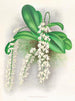Citrate d'Angraecum - Jean Jules Linden — widok dzieła
