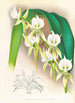 Angraecum eburneum var superbum - Jean Jules Linden — widok dzieła
