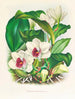 Bifrenaria harrisoniae - Jean Jules Linden — widok dzieła